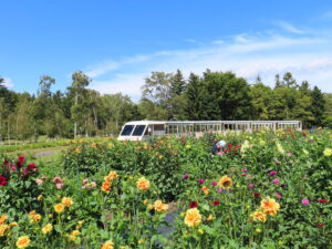 ダリア園を通過するリリートレイン