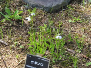 開花したサギソウ