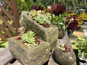 多肉植物の寄せ植え