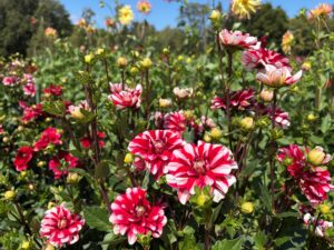 ダリア‘詩織’(一つの球根からいくつもの花芽が上がってくる)