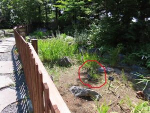 サギソウの植栽地