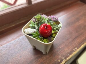 多肉植物の寄せ植え(リンゴ付き)