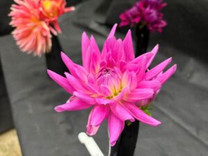 ピンク色のダリア 早来の星