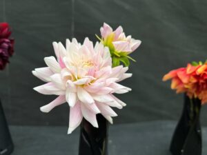 桃色のダリア えぞ山桜