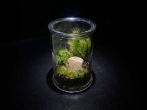 コケテラリウム教室見本作品
