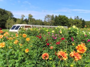 ダリア園横を通るリリートレイン