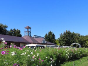 駅舎裏のコスモス花壇