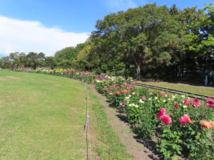 リリートレイン沿線のダリア