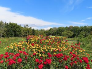 本日の百合が原公園（2026年9月24日）