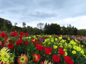 公園東側にあるダリア園、本日も見頃