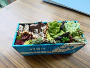 多肉植物の寄せ植え(馬付き)