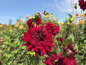 紅色のダリア