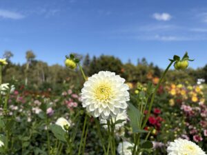 真っ白なポンポン咲きのダリア