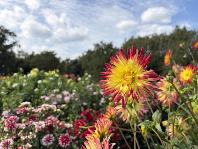 百合が原公園 秋の入り口（本日のキンモクセイの様子もお知らせ）2026年9月11日