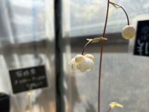 白花レンゲショウマ