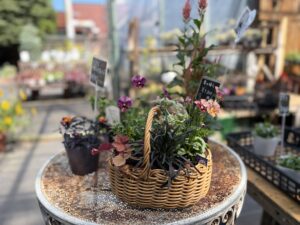 スタッフによる寄せ植え作品