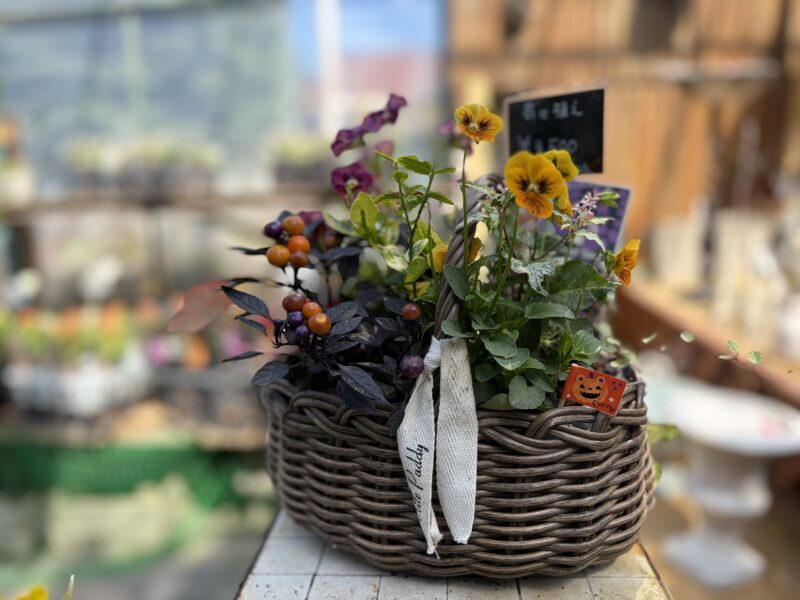 ガーデンショップで秋の花苗 入荷中(2026年9月10日)