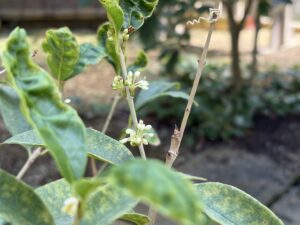 ウスギモクセイの蕾の様子