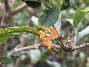 一部開花を始めていたキンモクセイ