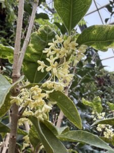 開花が進むウスギモクセイ