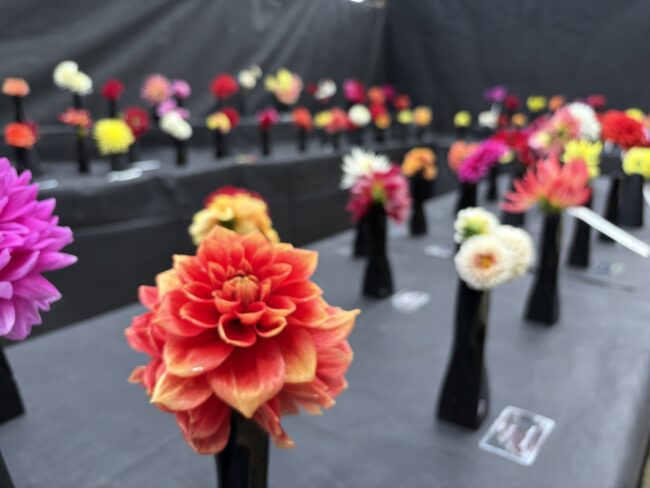 多彩な花姿を切り花で「ダリア展」開催(2026年9月28日)