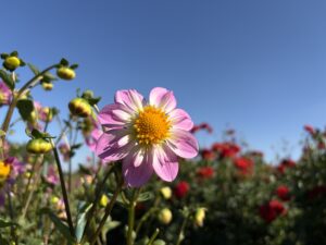 ダリア‘アルペンダイヤモンド’