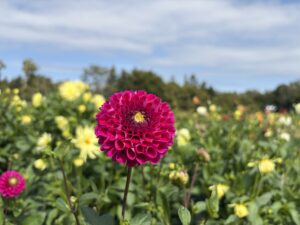 ポンポン咲きのダリア桃ぼたん