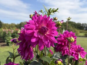 フォーマルデコラティブ咲きのダリア 夏衣