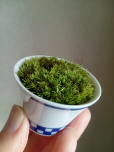 講習会8ミニ苔盆栽に種を蒔こう
