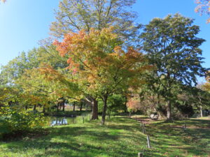 百合広場の紅葉の様子
