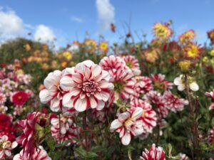 紅白のダリア