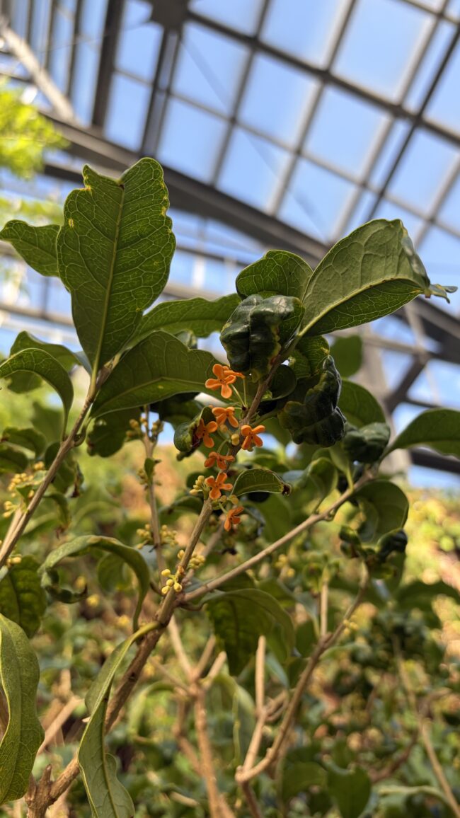 キンモクセイの開花状況（園内のダリアの様子もご紹介）2026年10月1日