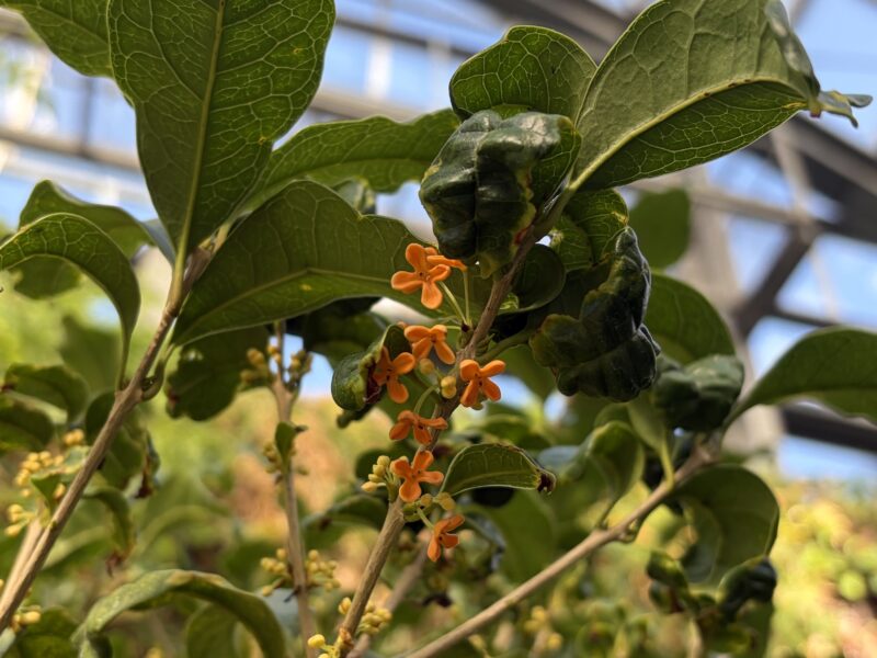 キンモクセイの開花状況（園内のダリアの様子もご紹介）2026年10月1日