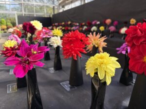 ダリア展の様子