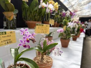 秋の洋ラン展、開催中です(2026年10月7日)