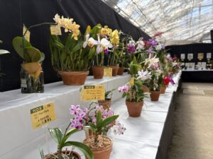 秋の洋ラン展会場