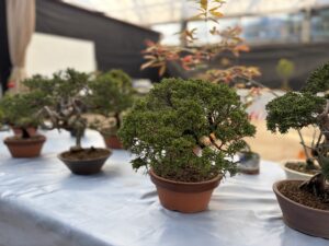 販売用の苗木