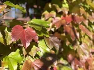 瀋芳園のナツヅタも色づき始めてきた